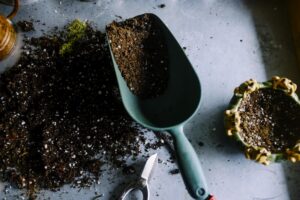 Nurturing Patience: The Joy of Small-Scale Gardening